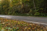 A Canadian Road in Ontario's Forest with Tall Trees