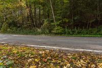 A Canadian Road in Ontario's Forest with Tall Trees