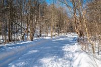 there is a snowy path through the woods and on the other side is a forest