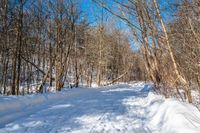 there is a snowy path through the woods and on the other side is a forest