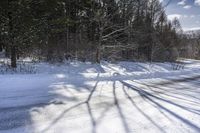 Canadian Road Surrounded by Forests and Trees