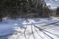 Canadian Road Surrounded by Forests and Trees