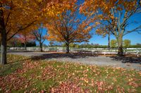 several trees with yellow and orange leaves in a park area near a road with people walking