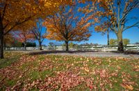 several trees with yellow and orange leaves in a park area near a road with people walking