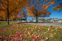 several trees with yellow and orange leaves in a park area near a road with people walking