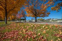 several trees with yellow and orange leaves in a park area near a road with people walking