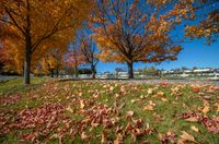 several trees with yellow and orange leaves in a park area near a road with people walking