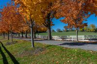 an autumn day on the road lined with trees and fenced in benches and lawns