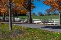 an autumn day on the road lined with trees and fenced in benches and lawns