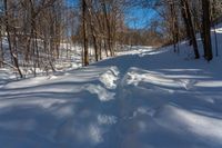 the tracks are shaped by tree shadows in the snow of a path through the woods