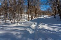 the tracks are shaped by tree shadows in the snow of a path through the woods