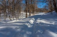 the tracks are shaped by tree shadows in the snow of a path through the woods