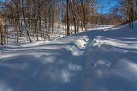 the tracks are shaped by tree shadows in the snow of a path through the woods