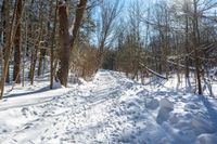 snow covered trail leading to trees in a snowy woods area with blue sky and sun rays