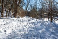 snow covered trail leading to trees in a snowy woods area with blue sky and sun rays