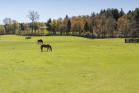 Canadian Rural Scenery: Lush Vegetation and Open Spaces