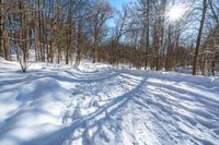 a trail in the snow leading to a bare tree and sun shining through it and casting shadows on the ground