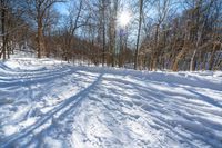 a trail in the snow leading to a bare tree and sun shining through it and casting shadows on the ground