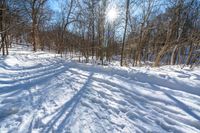 a trail in the snow leading to a bare tree and sun shining through it and casting shadows on the ground