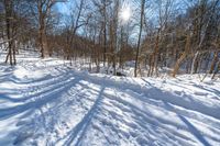 a trail in the snow leading to a bare tree and sun shining through it and casting shadows on the ground