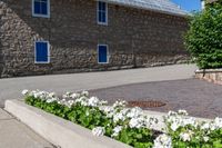 a potted planter filled with white flowers next to a stone building with blue shutters