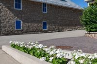 a potted planter filled with white flowers next to a stone building with blue shutters