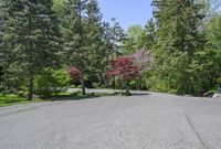 an empty parking lot with trees on both sides and a bench in the middle with a view of the woods behind