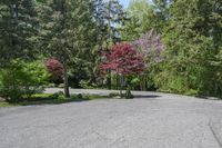 an empty parking lot with trees on both sides and a bench in the middle with a view of the woods behind