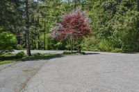 an empty parking lot with trees on both sides and a bench in the middle with a view of the woods behind