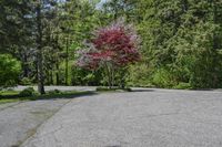 an empty parking lot with trees on both sides and a bench in the middle with a view of the woods behind