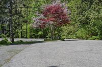 an empty parking lot with trees on both sides and a bench in the middle with a view of the woods behind