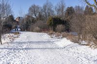 Canadian Winter Forest Scene 002