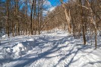 a snow bank is surrounded by trees and skis on the snow trail in the woods