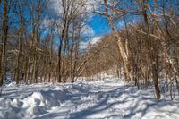 a snow bank is surrounded by trees and skis on the snow trail in the woods