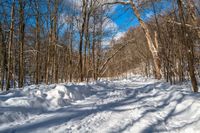 a snow bank is surrounded by trees and skis on the snow trail in the woods