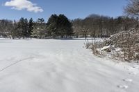 Canadian Winter Scene: Snow, Lake, Trees