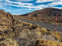 the road goes down the desert towards the mountains, with bushes around it and small bush growing near it