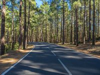 Canary Islands Landscape: Tree-lined Road