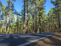 a scenic empty road with a forest in the background during the day time stock photo