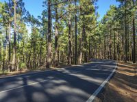 a scenic empty road with a forest in the background during the day time stock photo