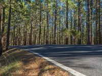 an asphalt road going between some tall trees in the distance, with tall pine branches lining the sides and the middle