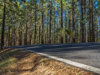 an asphalt road going between some tall trees in the distance, with tall pine branches lining the sides and the middle