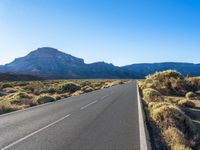 road leading out of mountains with bushes and trees near the roadside area in the desert