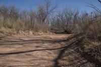 a dirt road in the middle of the woods, leading to nowhere and a trail that leads into a forest