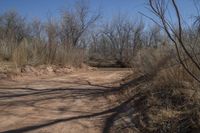 a dirt road in the middle of the woods, leading to nowhere and a trail that leads into a forest