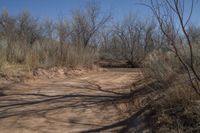 a dirt road in the middle of the woods, leading to nowhere and a trail that leads into a forest