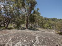 the large rocks appear to have been carved into them, as is how the trees stand