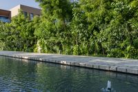 a cement pathway along the edge of a large lake in a tropical country setting with shrubs and trees lining it