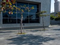 three trees outside an office building with city views reflected in the window windows and red fire hydrant