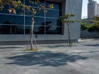 three trees outside an office building with city views reflected in the window windows and red fire hydrant